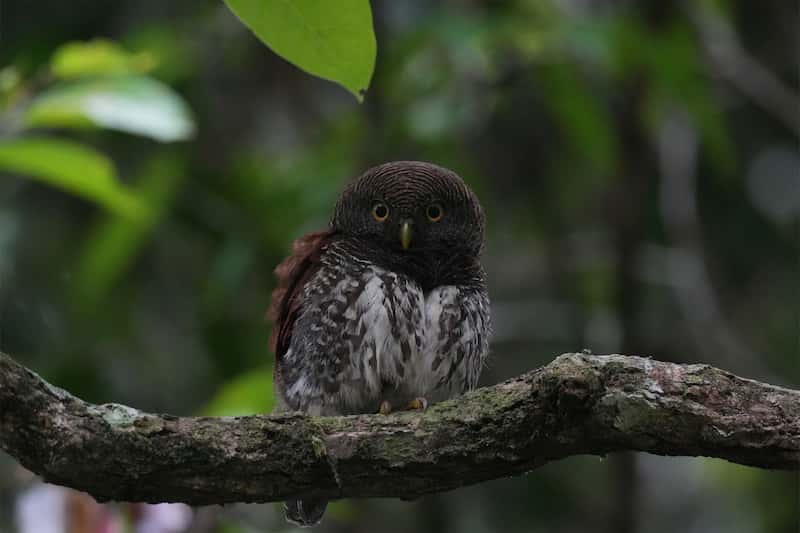 Foto de un pequeño búho posado en una rama